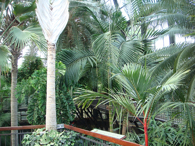 319 Longwood Gardens [2008 August 23].JPG - Longwood Gardens in Pennsylvania